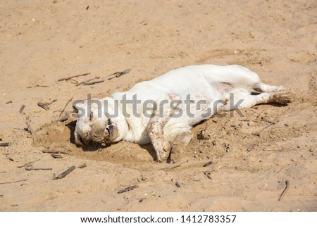 Similar – Image, Stock Photo Blond Labrador lies wet on Baltic Sea beach after bathing in the sea in cold, dull weather and looks into the camera