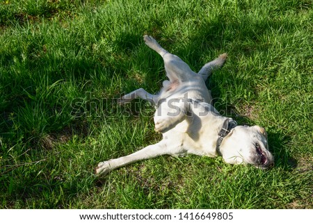 Similar – Image, Stock Photo Blond Labrador lies wet on Baltic Sea beach after bathing in the sea in cold, dull weather and looks into the camera