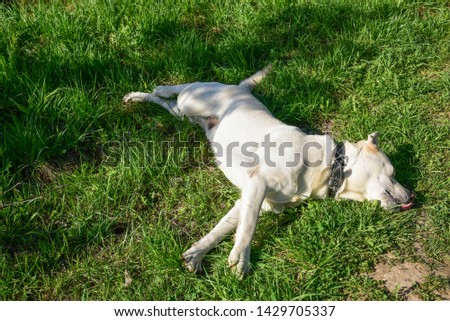 Similar – Image, Stock Photo Blond Labrador lies wet on Baltic Sea beach after bathing in the sea in cold, dull weather and looks into the camera