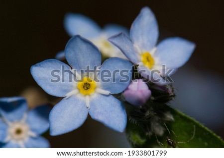 Similar – Image, Stock Photo Flowers of broadleaf forget-me-not (Myosotis latifolia). Integral Natural Reserve of Mencáfete. Frontera. El Hierro. Canary Islands. Spain.