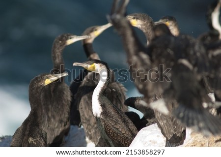 Great cormorants Phalacrocorax carbo in Sarpan Island. Magdalene Islands National Park. Dakar. Senegal. Stock fotó © 