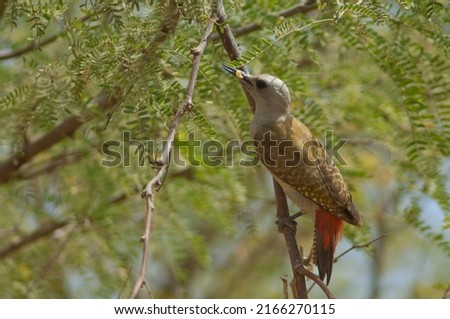 African grey woodpecker Dendropicos goertae. Female with a worm on a gum acacia Senegalia senegal. Langue de Barbarie N. P. Saint-Louis. Senegal. Foto stock © 