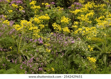 Similar – Image, Stock Photo mauerBLÜMCHEN Marguerite