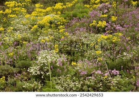 Similar – Image, Stock Photo mauerBLÜMCHEN Marguerite