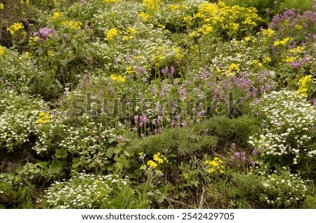 Similar – Image, Stock Photo mauerBLÜMCHEN Marguerite