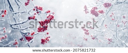 Similar – Foto Bild Rote Beeren mit Schnee bedeckt