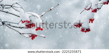 Image, Stock Photo frozen red berries on a snowball bush