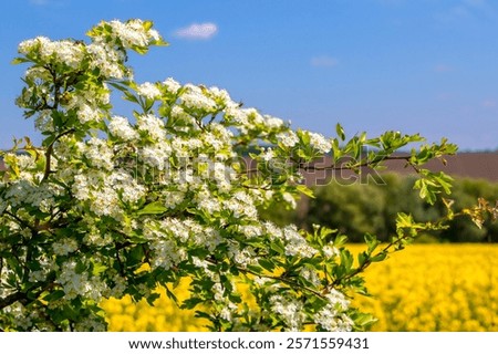 Similar – Image, Stock Photo Bush hawthorn with flowers and buds