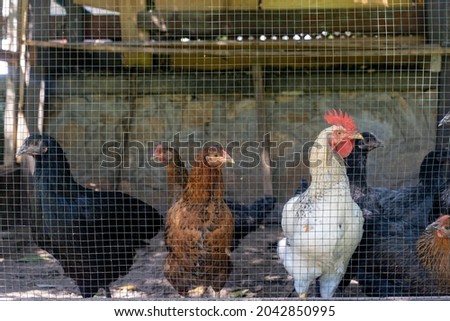 Similar – Foto Bild Hühner hinter dem Zaun in einem Hühnerstall. schwarz-weißes Huhn in kleinem Käfig