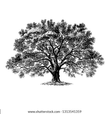 Scratch board illustration of tree.