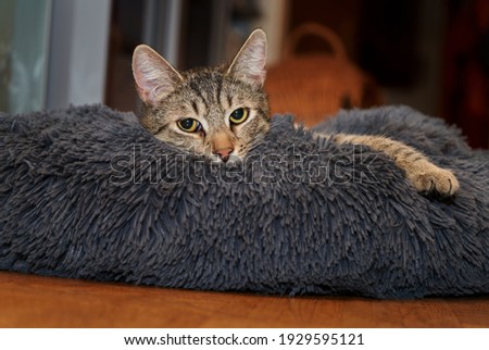 Similar – Image, Stock Photo The young tomcat still loved the danger, he especially liked to turn headfirst on the pitch of the roof.