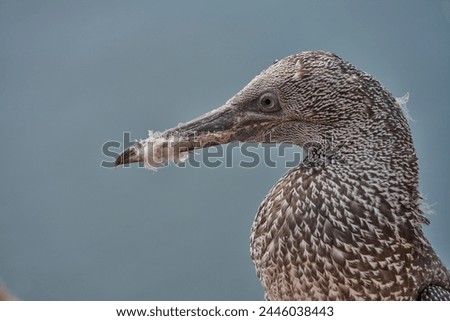 Image, Stock Photo Young gannet Environment