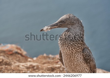 Similar – Image, Stock Photo Young gannet Environment