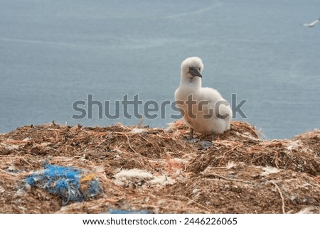 Similar – Image, Stock Photo Young gannet Environment