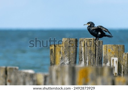 Similar – Foto Bild Kormorane sitzen auf Buhnen in der Ostsee