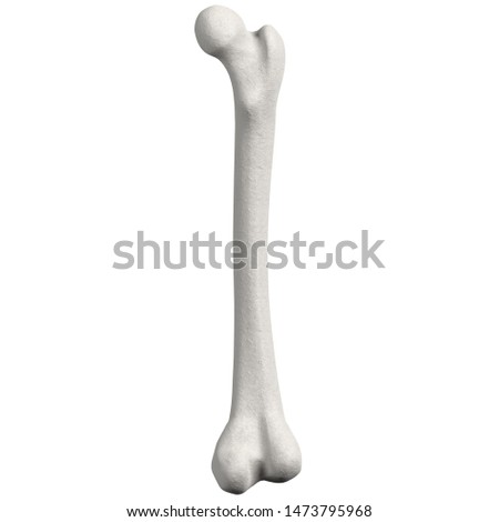 3D rendering illustration of a stylized human femur anatomy Foto d'archivio © 