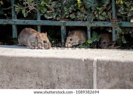 Similar – Image, Stock Photo Curious looking mouse