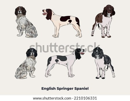 English Springer Spaniel breed, dog pedigree drawing. Cute dog characters in various poses, designs for prints adorable and cute Bulldog cartoon vector set, in different poses. All popular colors.