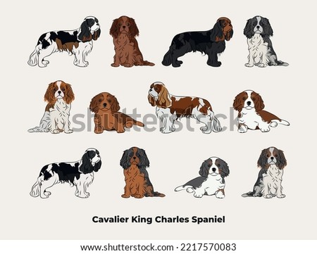 Cavalier King Charles Spaniel colors. Cute dog characters in various poses, designs for print, adorable and cute cartoon vector set, small spaniel in different poses. All popular colors. Dog Drawing.