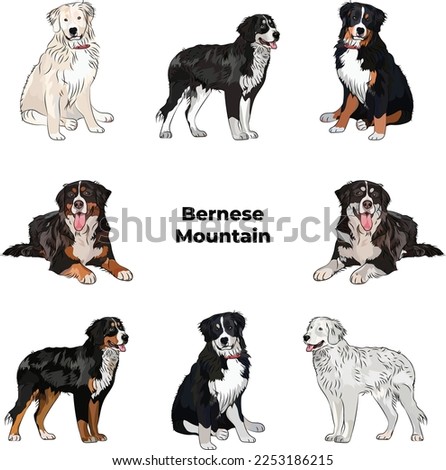 Bernese Mountain colors. Cute dog characters in various poses, design for print, adorable and cute cartoon vector set, in different poses. Popular colors. Dog Drawing collection set. Berner Sennenhund
