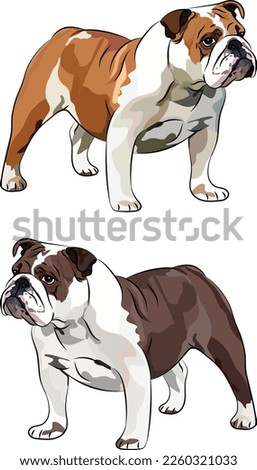 English Bulldog dog side view. Cute profile logo design, popular colors, breed pet character postcard art. Funny dog mascot. Detailed fawn and white illustration.Blue, chocolate bulldog. Cartoon style