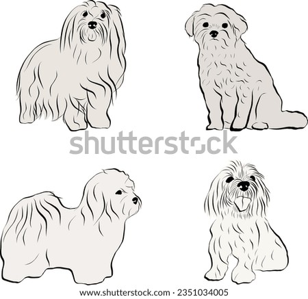 Coton de Tulear Dog Breed collection. Sitting, standing pose, black and white dog sketch. Logo design, dog silhouette, outlines, dog stroke. Pet character postcard art. Funny pet mascot line art.