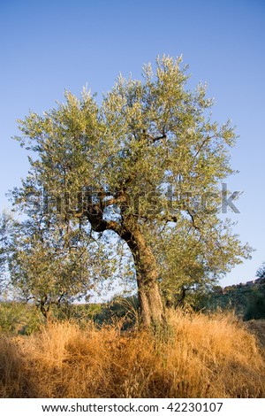 Tuscan Olive-tree