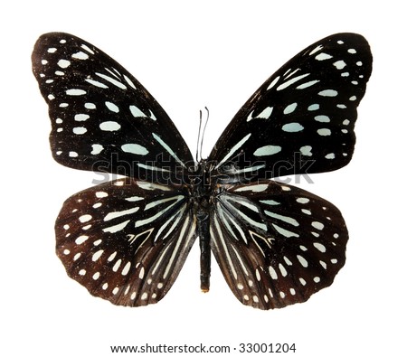 Butterfly on a white background, (Delias pasitho), (isolated)