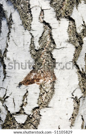 Texture of birch bark, background, (Betula)
