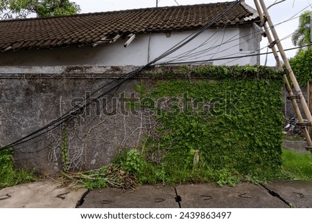 Similar – Image, Stock Photo Ivy growing up on a building