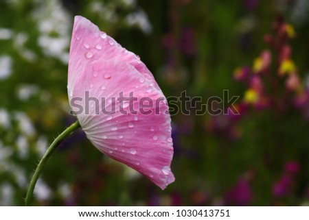 Similar – Image, Stock Photo Pink poppy flower after rain in the garden. Flower head with water drops in full bloom, close-up.