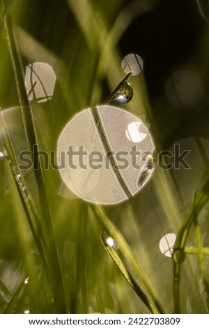 Similar – Foto Bild Nasse Halme im Gegenlichte