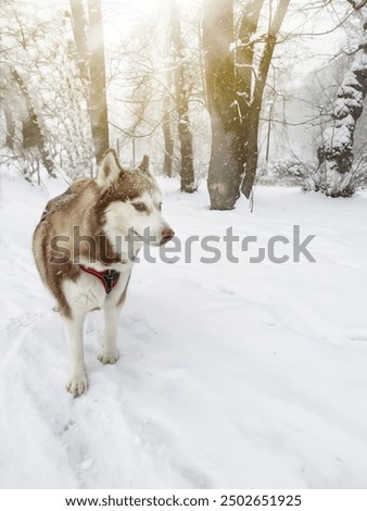 Image, Stock Photo Husky sledding over a frozen lake at sunset