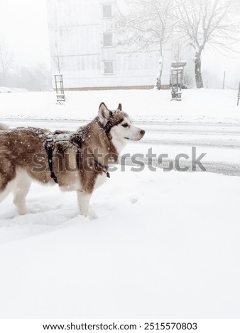 Similar – Image, Stock Photo Husky sledding over a frozen lake at sunset