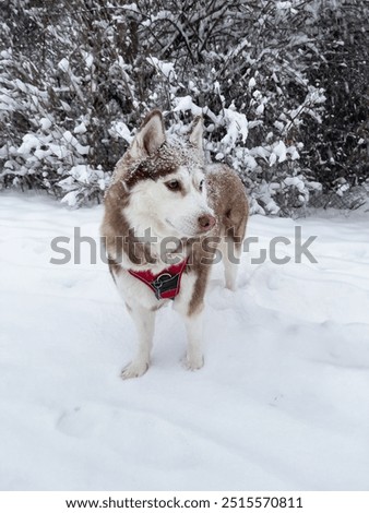 Similar – Image, Stock Photo Husky sledding over a frozen lake at sunset