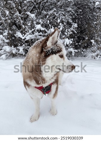 Similar – Image, Stock Photo Husky sledding over a frozen lake at sunset