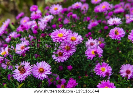 Similar – Foto Bild Rosa Aster in Großaufnahme