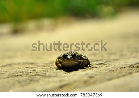 Resting frog at night, Gy?r, Hungary Stock fotó © 