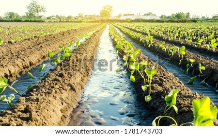 Similar – Image, Stock Photo Water flows through the potato plantation. Watering and care of the crop. Surface irrigation of crops. European farming. Agriculture. Agronomy. Providing farms and agro-industry with water resources.