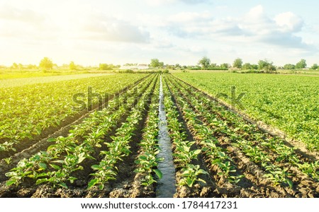 Similar – Image, Stock Photo Water flows through the potato plantation. Watering and care of the crop. Surface irrigation of crops. European farming. Agriculture. Agronomy. Providing farms and agro-industry with water resources.