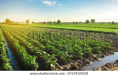 Eggplant plantations grow in the field on a sunny day. Organic vegetables. Agricultural crops. Landscape agriculture. Aubergine.