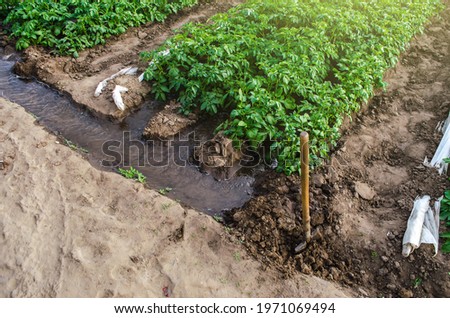 Similar – Image, Stock Photo Water flows through the potato plantation. Watering and care of the crop. Surface irrigation of crops. European farming. Agriculture. Agronomy. Providing farms and agro-industry with water resources.