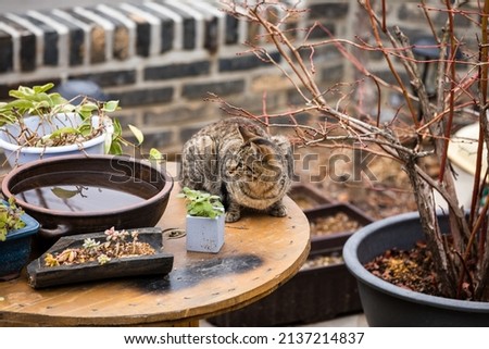 Similar – Image, Stock Photo loner Love of animals