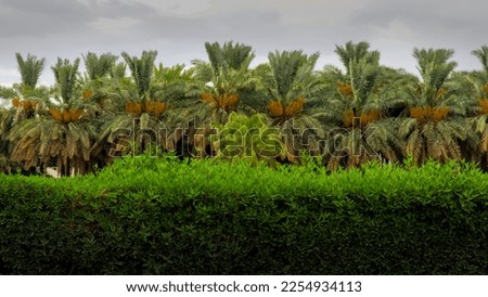 Similar – Image, Stock Photo mosque and green palm trees against a clear blue sky in Egypt