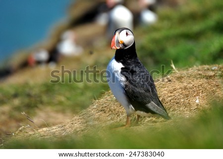 Atlantic Puffin (Fratercula arctica) standing on a grassy cliff, blue ocean and another puffins as background, Iceland