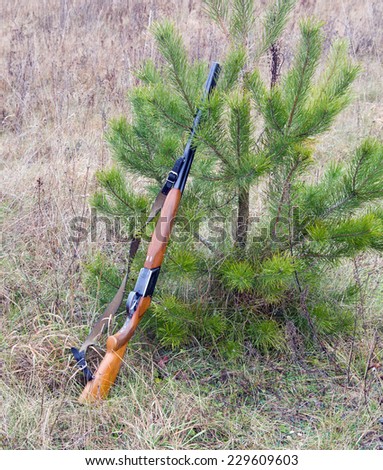 The shotgun is a fir tree