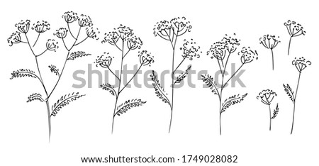 Similar – Image, Stock Photo Hogweed plants field monochrome