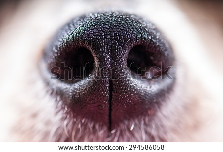 Macro shot of dog nose/ Dog nose