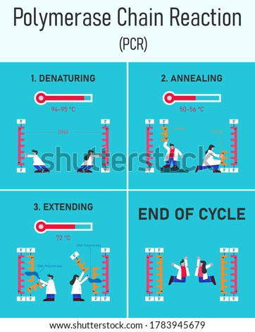 3 steps of polymerase chain reaction or PCR infographic with flat design man and woman scientist and DNA strand.