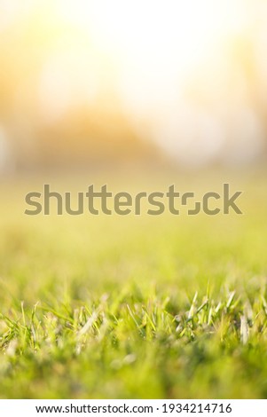 Spring and nature background concept, Closeup selective focus green grass field with blurred park and sunlight. ストックフォト © 